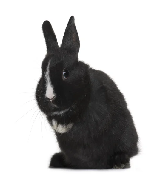Ritratto di coniglio bambino nero seduto davanti allo sfondo bianco, ripresa in studio — Foto Stock