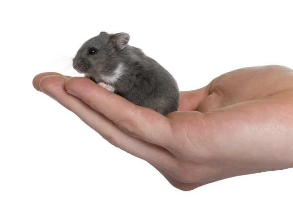 Ratón en una mano humana en frente de fondo blanco, plano de estudio —  Fotos de Stock