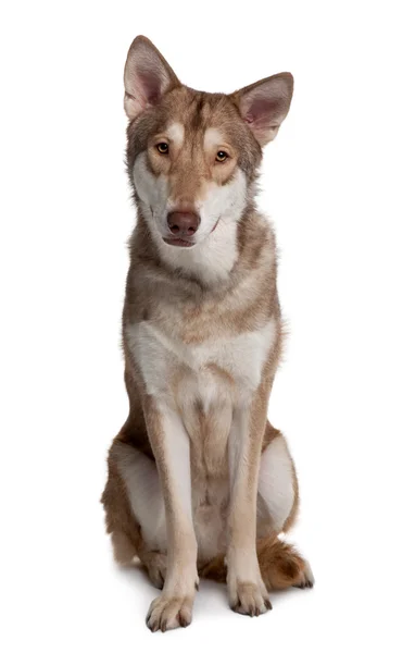 Saarlooswolf hund sitter framför vit bakgrund — Stockfoto