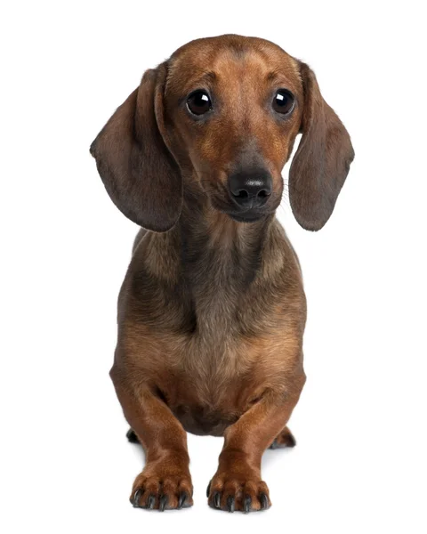 Dachshund, 20 months old, sitting in front of white background — Stock Photo, Image