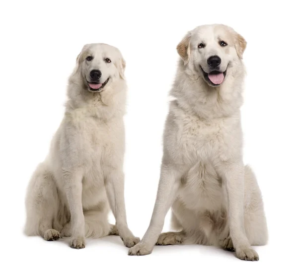 Deux grands chiens de montagne pyrénéens ou pyrénées, 2 ans, assis devant fond blanc — Photo
