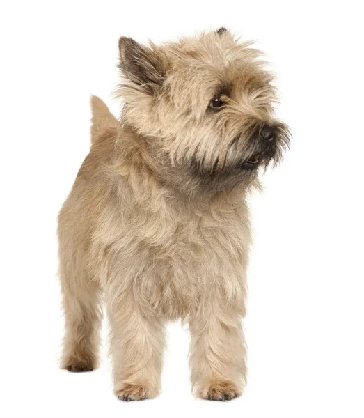 Cairn Terrier, 4 years old, standing in front of white background — Stock Photo, Image