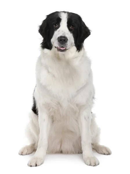 Schwarz-weißer Landseerhund, 2 Jahre alt, sitzt vor weißem Hintergrund — Stockfoto