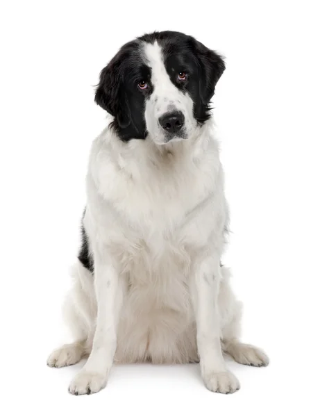 Fekete-fehér Landseer kutya, 2 éves, fehér háttér előtt ülve — Stock Fotó