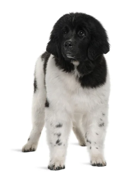Cachorrinho da Terra Nova preto e branco, 5 meses, de pé em frente ao fundo branco — Fotografia de Stock