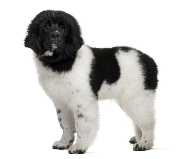 Černé a bílé štěně bernardýna, 5 měsíců starý, stojící před bílým pozadím — Stock fotografie
