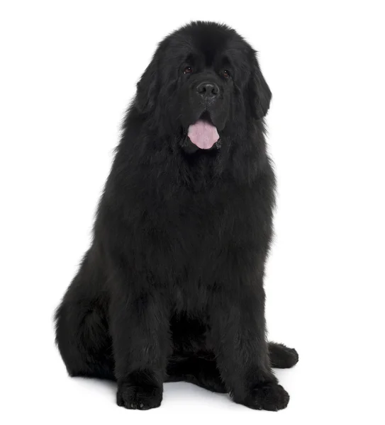 Schwarzer Neufundländerhund vor weißem Hintergrund sitzend, Studioaufnahme — Stockfoto