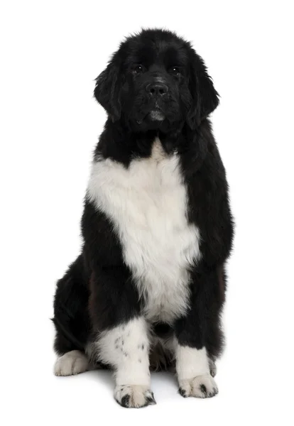 Cachorro de Terranova, 7 meses, sentado frente al fondo blanco —  Fotos de Stock