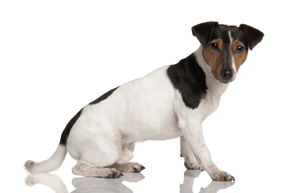 Jack Russell Terrier, 18 months old, sitting in front of white background — Stock Photo, Image