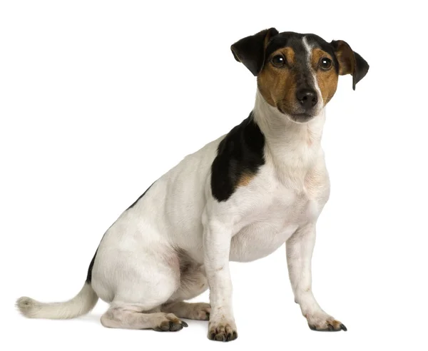 Jack Russell Terrier, 18 mesi, seduto davanti a uno sfondo bianco — Foto Stock