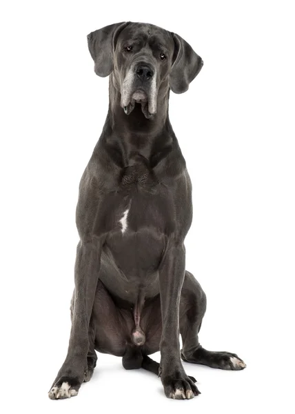 Great Dane, 3 years old, sitting in front of white background — Stock Photo, Image