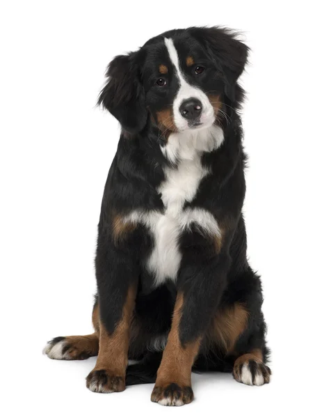 Bernese mountain dog puppy, 6 months old, sitting in front of white background — Stock Photo, Image
