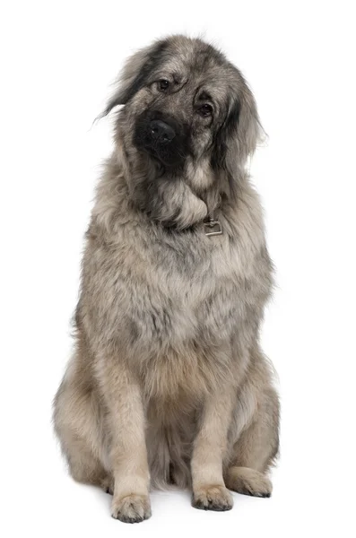 Sarplaninac nebo jugoslávské pastevecký pes, 3 roky starý, sedící před bílým pozadím — Stock fotografie