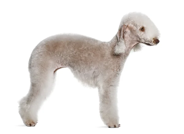 Bedlington terrier, 2 years old, standing in front of white background — Stock Photo, Image