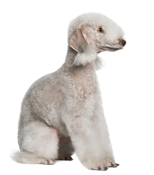 Bedlington terrier, 2 jaar oud, zit op witte achtergrond — Stockfoto