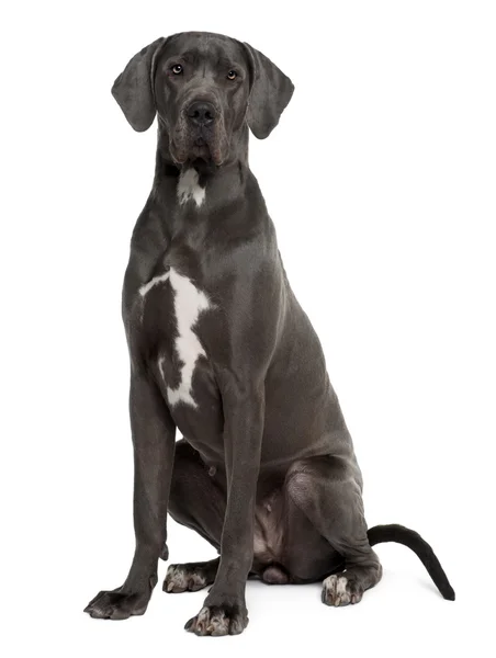 Great Dane, 2 years old, sitting in front of white background — Stock Photo, Image
