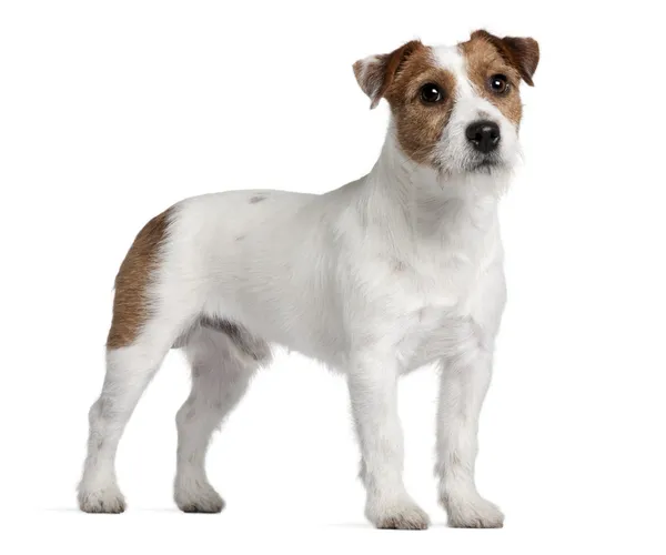 Jack Russell Terrier, 15 months old, standing in front of white — Stock Photo, Image