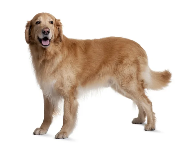 Hovawart köpek, 7 yıl yaşlı, beyaz arka plan duran — Stok fotoğraf