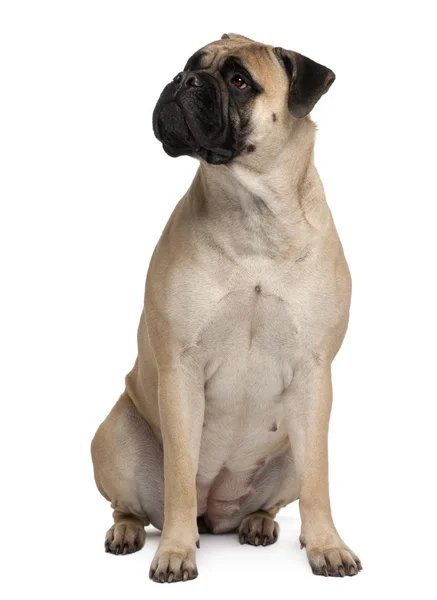 Bullmastiff, 2 years old, sitting in front of white background — Stock Photo, Image