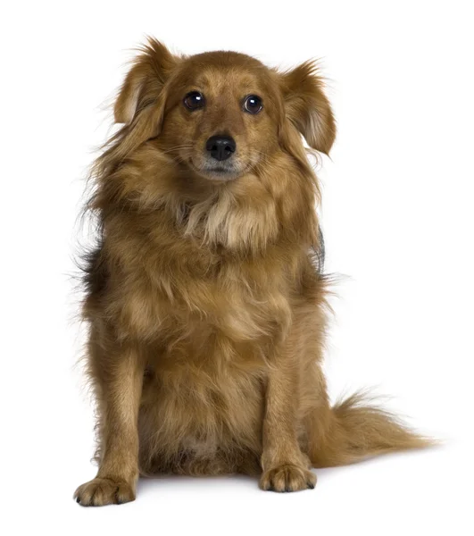 Köpek, 6 yıl yaşlı, beyaz arka plan oturan crossbreed — Stok fotoğraf