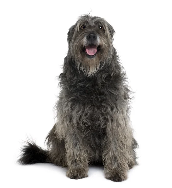 stock image Catalan Sheepdog, 12 years old, sitting in front of white background