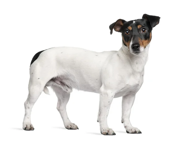 Jack Russell Terrier, 1 ano, de pé em frente ao fundo branco — Fotografia de Stock