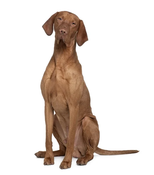 Vizla Dog, 17 months old, sitting in front of white background — Stock Photo, Image
