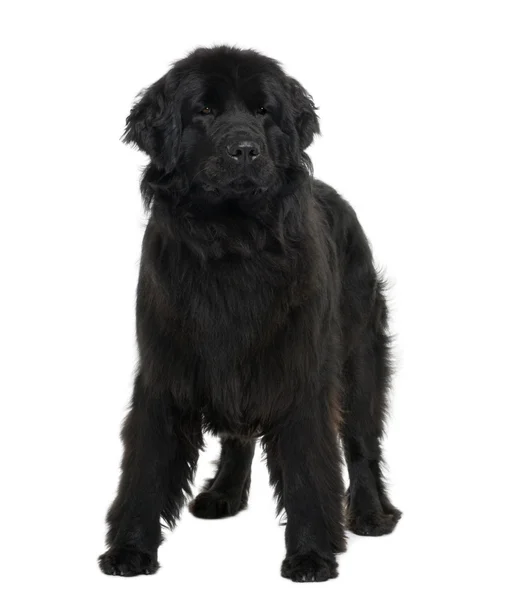 Newfoundland puppy, 2 years old, standing in front of white background — Stock Photo, Image