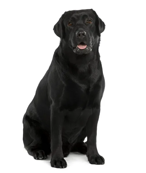 Black Labrador, 22 months old, sitting in front of white background — Stock Photo, Image
