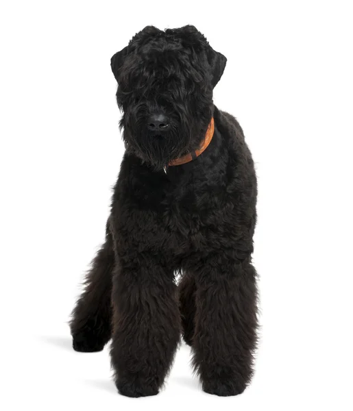 Black Russian Terrier, 7 meses, de pé em frente ao fundo branco — Fotografia de Stock