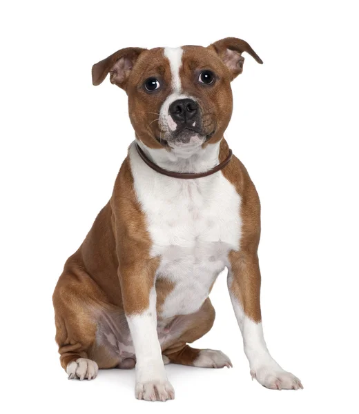 Stafford Bull Terrier, 8 months old, sitting in front of white background — Stock Photo, Image
