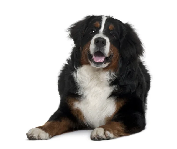 Bernese mountain dog, 7 months old, sitting in front of white background — Stock Photo, Image