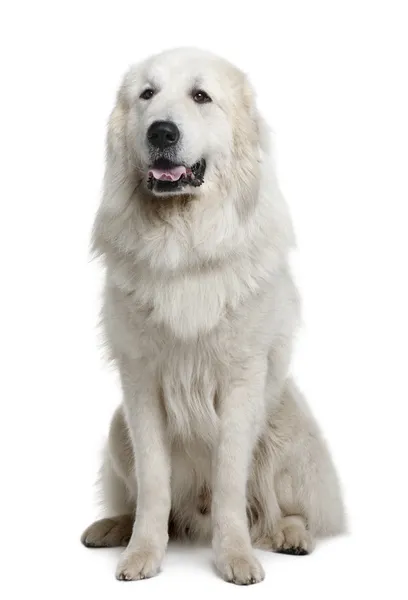 Großer Pyrenäen oder Pyrenäen-Sennenhund, 3 Jahre alt, sitzt vor weißem Hintergrund — Stockfoto