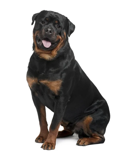 Rottweiler, 2 years old, sitting in front of white background — Stock Photo, Image