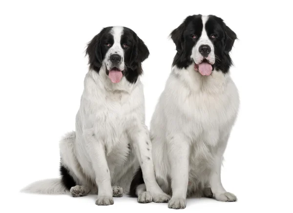Black and white Landseer dogs, 9 and 19 months old, sitting in front of white background — Stock Photo, Image