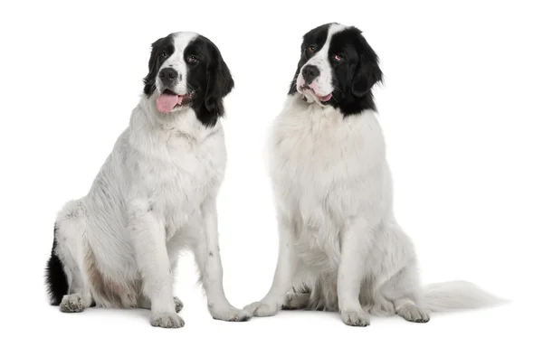 Black and white Landseer dogs, 9 and 19 months old, sitting in front of white background — Stock Photo, Image