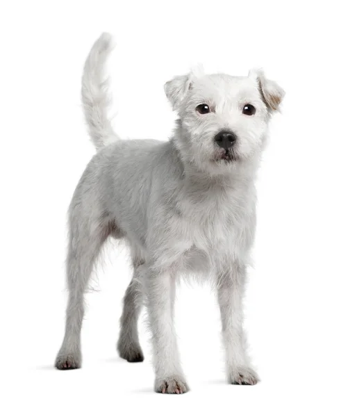 Parson Russell Terrier álló fehér háttér előtt — Stock Fotó