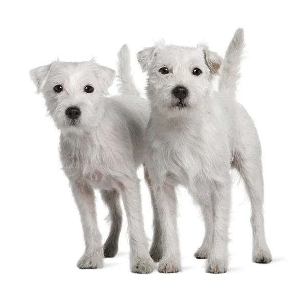 Dos párrocos Russell Terriers de pie frente al fondo blanco — Foto de Stock