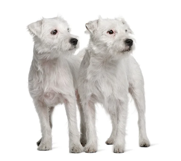Deux Parson Russell Terriers debout devant fond blanc — Photo