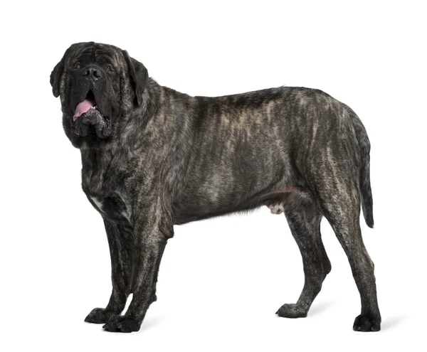 Mastiff, 16 months old, standing in front of white background — Stock Photo, Image