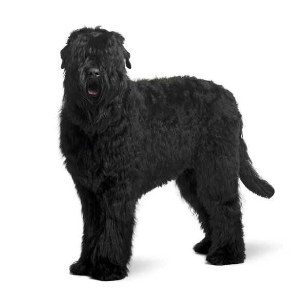 Black Russian Terrier, 15 meses, de pie frente al fondo blanco —  Fotos de Stock