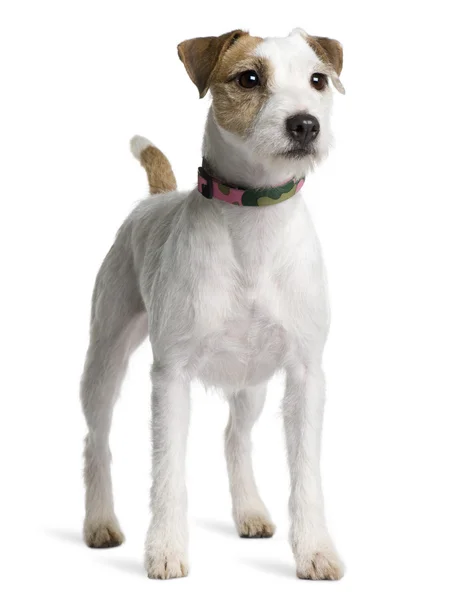 Parson Russell Terrier, 2 years old, standing in front of white background — Stock Photo, Image