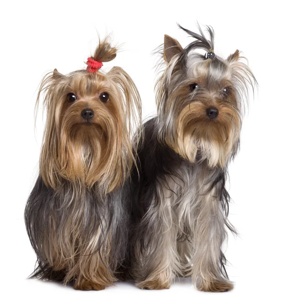 Yorkshire terriers, 9 months old, standing in front of white background — Stock Photo, Image