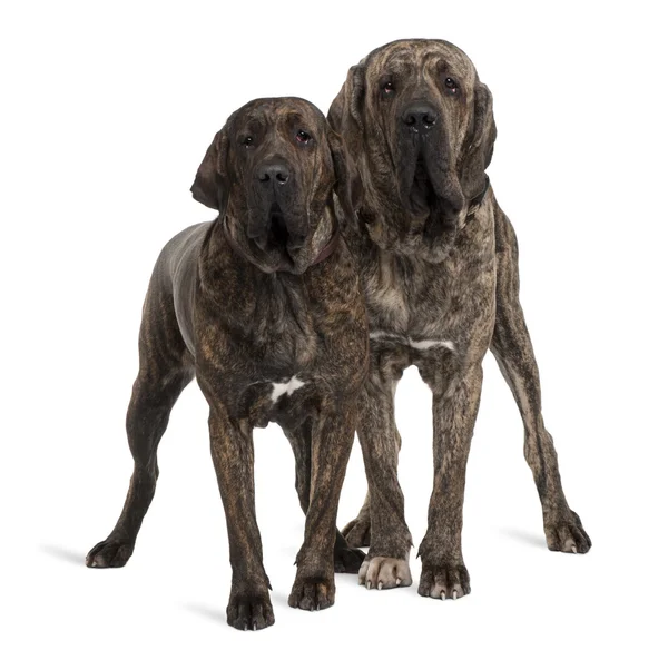 Fila braziliero or Brazilian Mastiffs, 18 months old, standing in front of white background — Stock Photo, Image