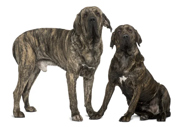 Fila braziliero or Brazilian Mastiffs, 18 months old, standing in front of white background — Stock Photo, Image