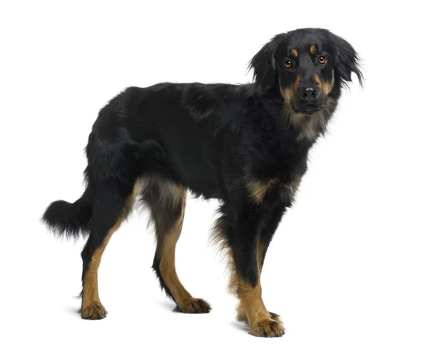 Hovawart dog, 15 months old, standing in front of white background — Stock Photo, Image