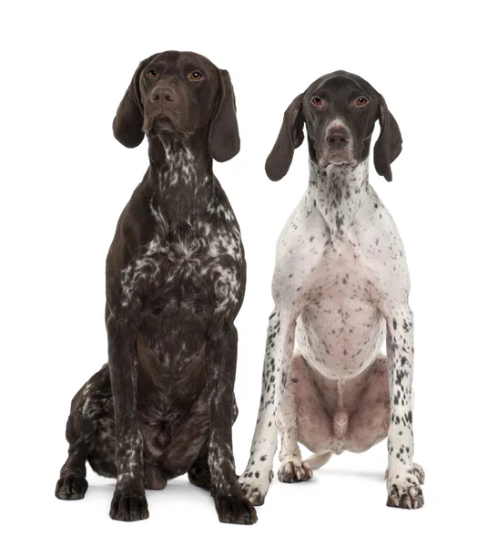 Two German Shorthaired Pointers, 3 years old, sitting in front of white background — Stock Photo, Image