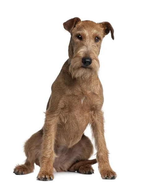 Irish Terrier, 2 years old, sitting in front of white background — Stock Photo, Image