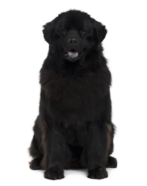 Perro de Terranova, 2 años, sentado frente al fondo blanco —  Fotos de Stock