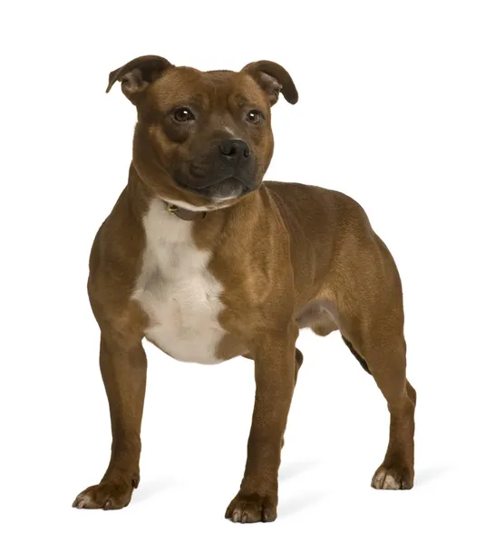 Staffordshire Bull Terrier, 19 months old, standing in front of white background — Stock Photo, Image